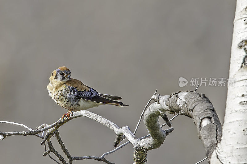 美洲红隼(Falco sparverius)是北美体型最小、最常见的隼。黄石国家公园，怀俄明州。